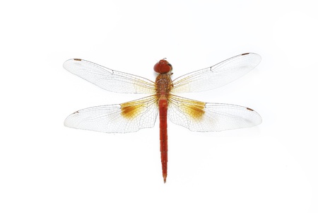 red dragonflyの写真素材