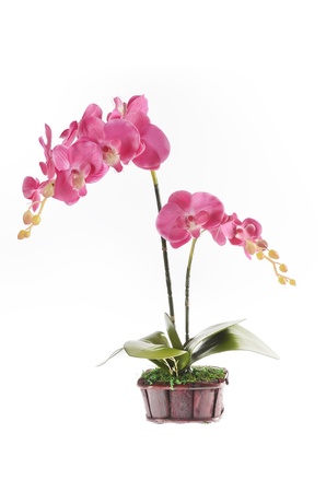  phalaenopsis orchidの写真素材