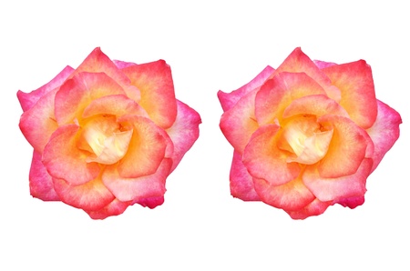 red roseの写真素材