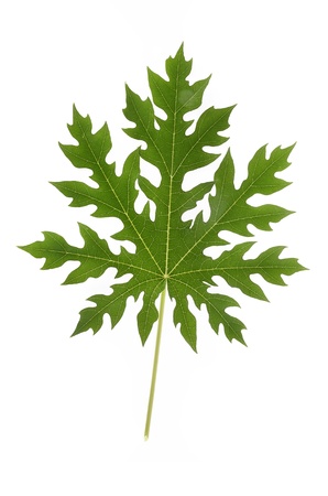 papaya leafの写真素材