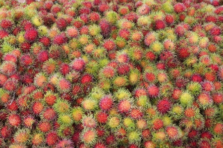 Rambutanの写真素材