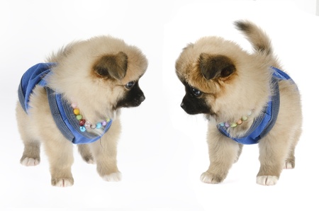 puppiesの写真素材