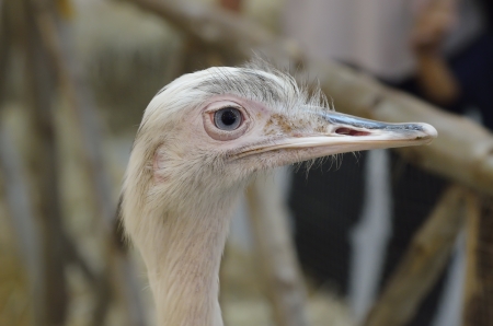 white ostrichの写真素材