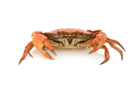 boiled crabの写真素材