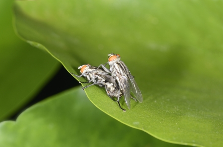 files mating on the leafの写真素材