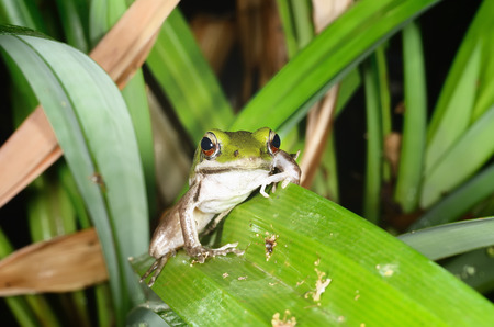 green frogの写真素材