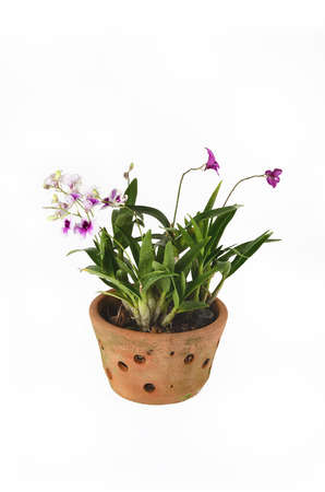 orchidsの写真素材