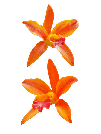 orange orchidsの写真素材