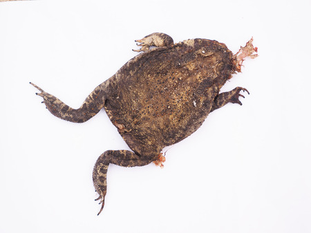 toad