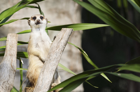 meercatの写真素材