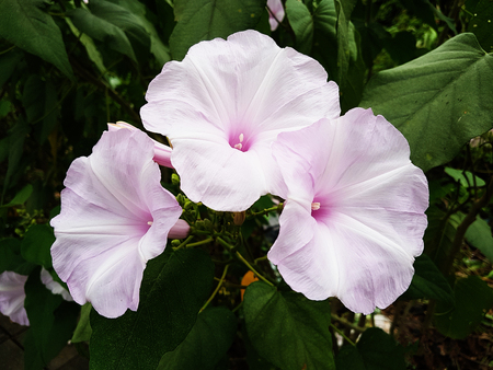 purple flowers