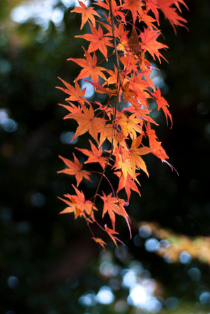 Autumn Leavesの写真素材