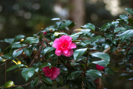 Red Camelliaの写真素材