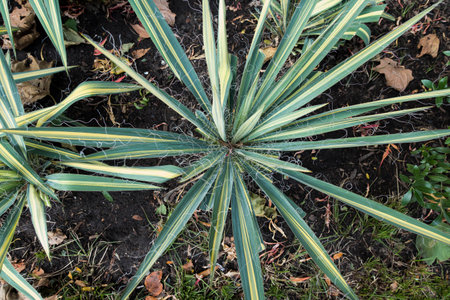 Pointed foliageの写真素材