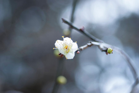 White plumの写真素材