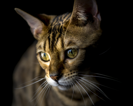 Little tiger: a male bengal catの写真素材