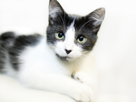 Black & White Kittyの写真素材