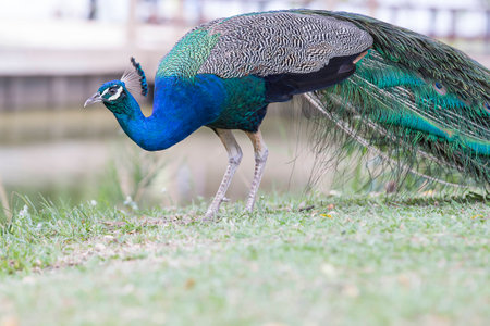 PEACOCK  IN THE GARDENの写真素材