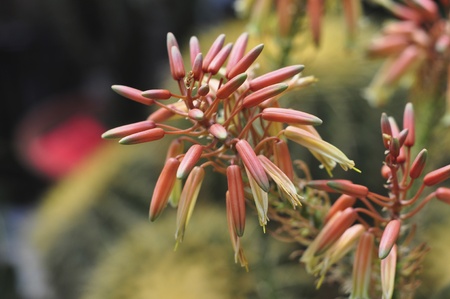mini garden with colorful floraの写真素材