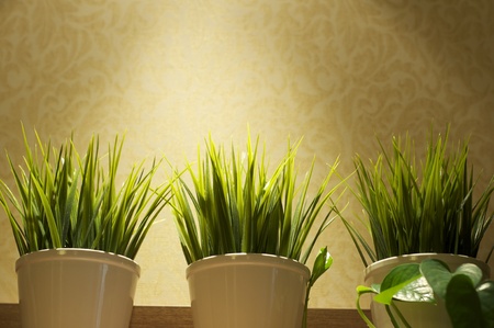 growing grass in a warm golden backgroundの写真素材