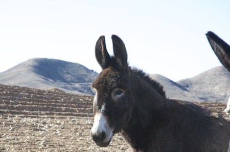 donkey close up in a countrysideの写真素材
