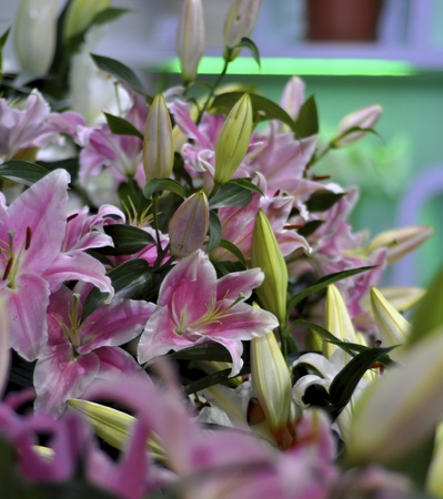 garden flower is strongly bloomed in miniatureの写真素材