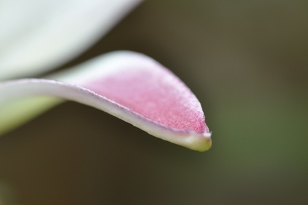 Shot by macro lens, pink and white lily shows very detail partsの写真素材
