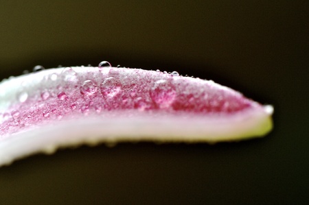 Shot by macro lens, pink and white lily shows very detail partsの写真素材