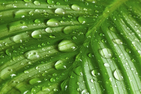morning drops on green leaves in a wonderful background
