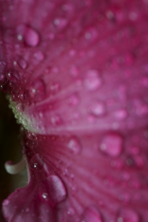 blooming Hippeastrum Vittatum close up shot by macro lensの写真素材