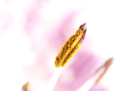 purple lily in blooming shot by a closeup lensの写真素材