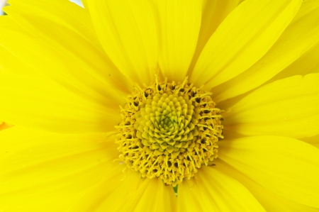 close up shot of yellow blooming sunflower, argyle pistil can be clearly seenの写真素材