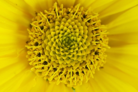 close up shot of yellow blooming sunflower, argyle pistil can be clearly seenの写真素材