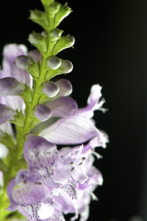 strings of pink digitalis shot in backlight, with translucent scene の写真素材