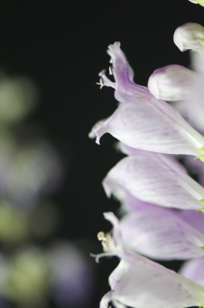 strings of pink digitalis shot in backlight, with translucent scene の写真素材