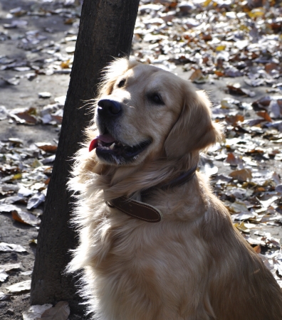 golden retriever sitting and laughing in outdoor parkの写真素材