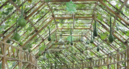 Modern agriculture of vegetable green house indoorの写真素材