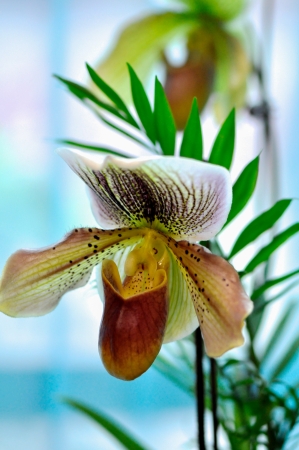 polychrome rare species of butterfly orchids shown in a flower exhibitionの写真素材