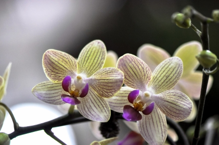 polychrome rare species of butterfly orchids shown in a flower exhibitionの写真素材