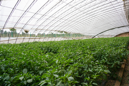 Vegetable growing in a plastic covered tunnel, which make vegetable better efficiency.のeditorial素材