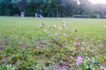 Pink flower in the morning with green grassの写真素材