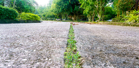 Green grass growth on the center of concrete footpathの写真素材