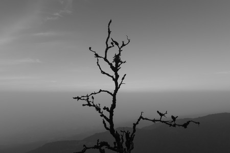 Standalone Siluate tree in Black and White Concept, Chaing Mai, Thailandの写真素材