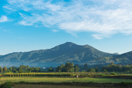 green rice fields with mountain and beautiful blue sky on background