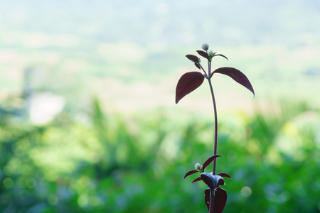 Close up growth plant with green grass backgroundの写真素材