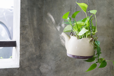 Plant in ceramic pots hang on concrete wallの写真素材