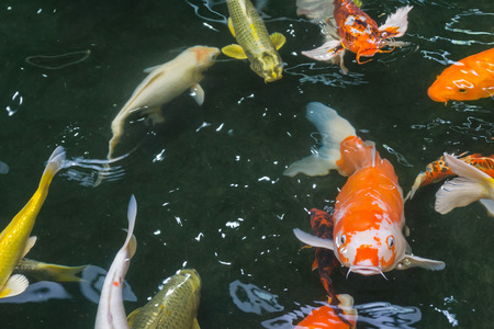 Koi Carps Fish Japanese swimming (Cyprinus carpio) in pondの写真素材