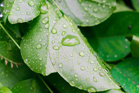 Green leaf with water drops for backgroundの写真素材