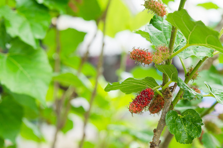 Fresh mulberry on the branch.の写真素材