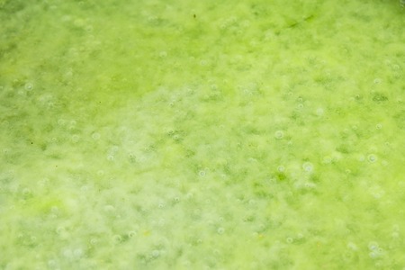 Background of lichen in the water